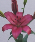Fangio Asiatic Lilium