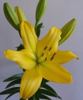 Nashville Asiatic Lilium