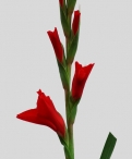 Red Glady Gladioli