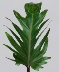 Xanadu Leaf Greenery