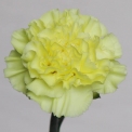Sim Carnations kiro