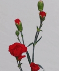 Spray-Carnations-Floraco-optima