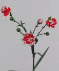 Spray Carnations scarlet queen