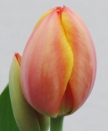Ad Rem Tulip