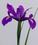 wedding-flowers-iris-floraco-purple.jpg