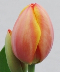 wedding-flowers-tulip-floraco-ad-rem.jpg