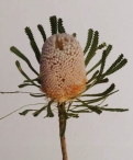 Wildflower banksia