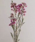 Wildflower wax pink