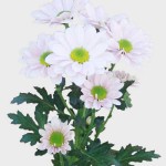 Wholesale Chrysanthemum - Bacardi Pearl