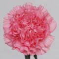 Wholesale Carnations - Sim Carnations